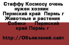 Стаффу Космосу очень нужен хозяин - Пермский край, Пермь г. Животные и растения » Собаки   . Пермский край,Пермь г.